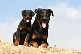 BEAUCERON - ADULTS and PUPPIES 017